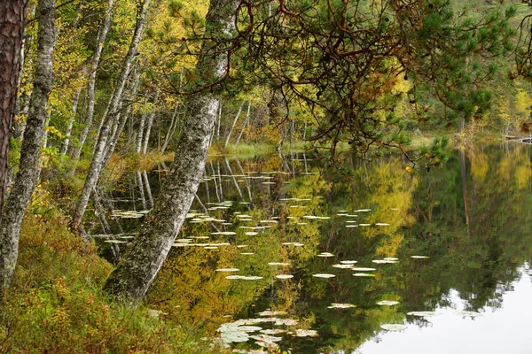 水の近くの美しい秋の森 — ストック写真
