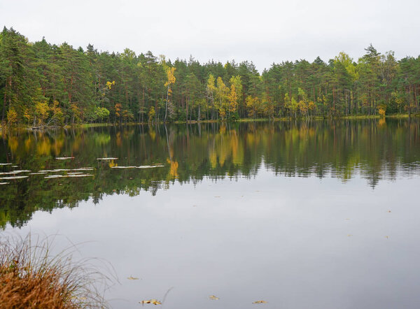 Beautiful autumn forest near the water