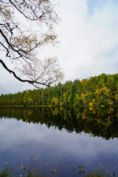 Suya yakın güzel sonbahar orman