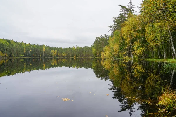 Suya yakın güzel sonbahar orman