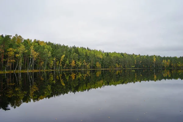 Suya yakın güzel sonbahar orman