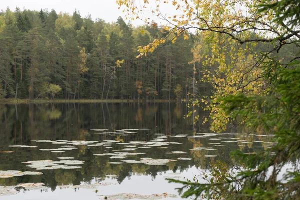 Piękny, jesienny Las w pobliżu wody — Zdjęcie stockowe