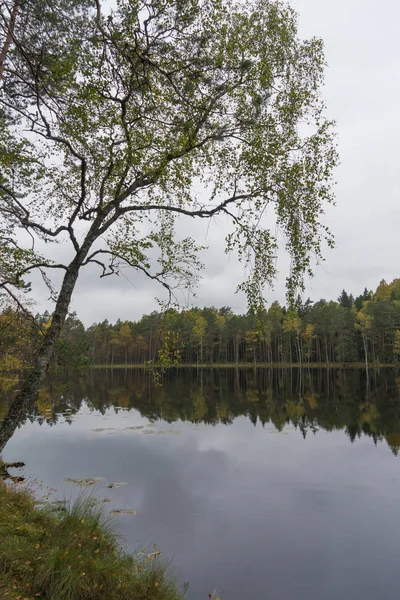 Vackra höst skogen nära vattnet — Stockfoto