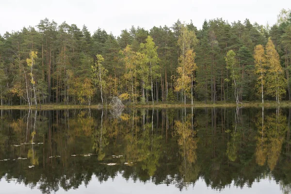 Suya yakın güzel sonbahar orman
