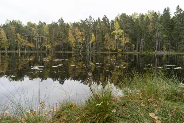 Suya yakın güzel sonbahar orman