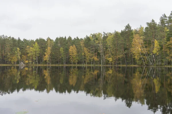 Suya yakın güzel sonbahar orman