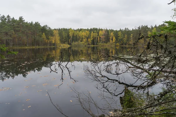 水の近くの美しい秋の森 — ストック写真