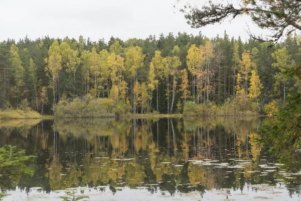 Piękny, jesienny Las w pobliżu wody — Zdjęcie stockowe