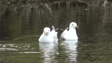 Parktaki göldeki ördek