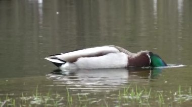 Parktaki göldeki ördek