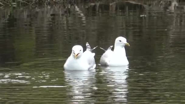 Eend Het Meer Het Park — Stockvideo