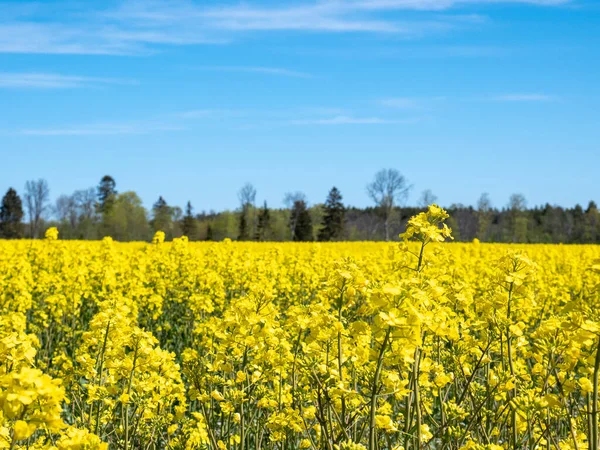 Oilseed Rape Field Forest Background — Stock Photo, Image