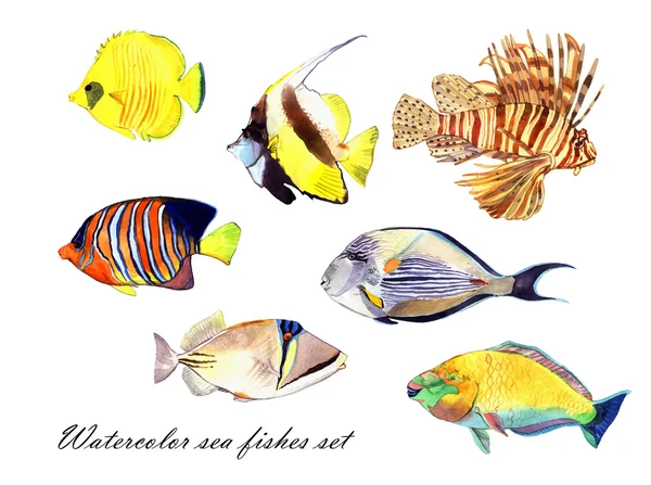 水彩鱼。海洋鱼集插图隔离在白色背景上 — 图库照片