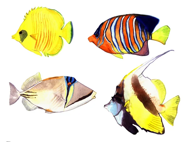 Poisson aquarelle. Illustration de poissons de mer isolés sur fond blanc — Photo