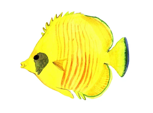 Poisson aquarelle. Illustration de poisson de mer isolé sur fond blanc — Photo