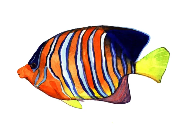 수채화 물고기입니다. 흰색 배경에 고립 바다 물고기 그림 — 스톡 사진