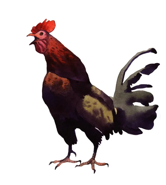 Watercolor cock illustration — Stock Photo, Image