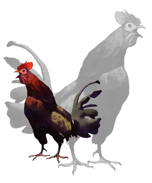 Acuarela gallo ilustración — Foto de Stock