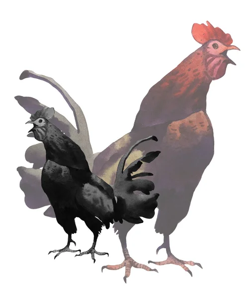 Acuarela gallo ilustración — Foto de Stock