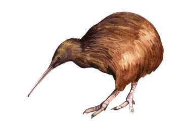 Watercolor illustration of a kiwi bird clipart