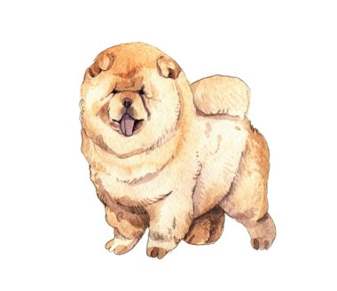 Beyaz arka plan üzerinde izole Chow chow köpek Watercolr Illustration. komik köpek göstermek dil. Tebrik kartı tasarımı.