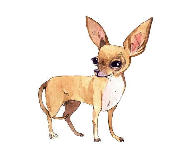 Akvarell Chihuahua valp på vit bakgrund — Stockfoto