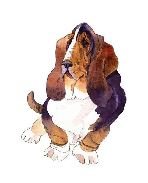 Handarbete akvarell illustration av hund Basset hound i vit bakgrund. — Stockfoto