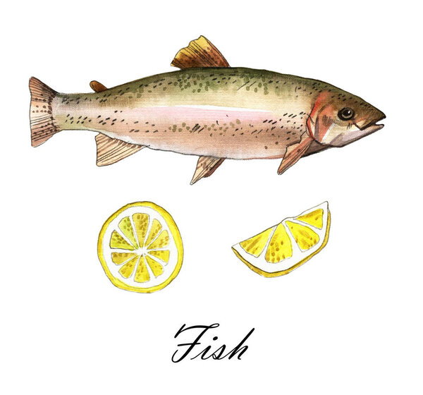 Sea trout fish with lemon. Handmade watercolor painting illustration on a white paper art background
