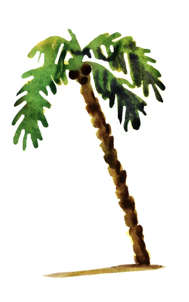 Akvarelu ilustrace palm — Stock fotografie