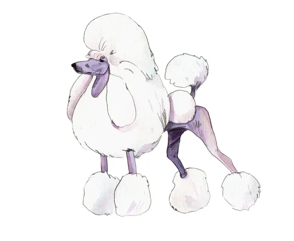 Illustrazione ad acquerello del bellissimo cane di razza King Poodle isolato su sfondo bianco . — Foto Stock