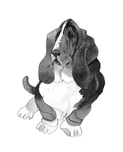개 바 셋 하 운 드 흰색 배경에서의 세공 수채화 그림. — 스톡 사진