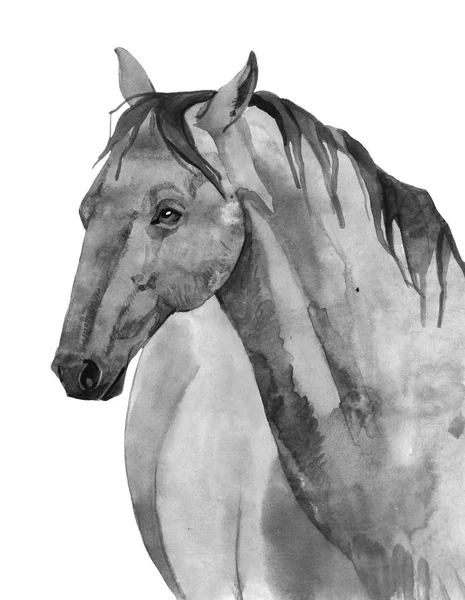 Aquarel paard illustratie — Stockfoto