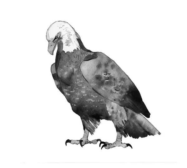 Aquarell-Adler-Illustration — Stockfoto