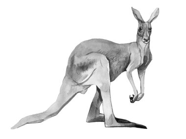 Beyaz arka plan üzerinde izole suluboya kanguru