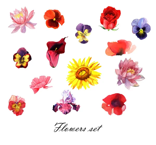 Bloemen instellen. Kleurrijke bloemen collectie met bladeren en bloemen, aquarel tekenen. Ontwerp van de lente of zomer voor uitnodiging, bruiloft of wenskaarten — Stockfoto