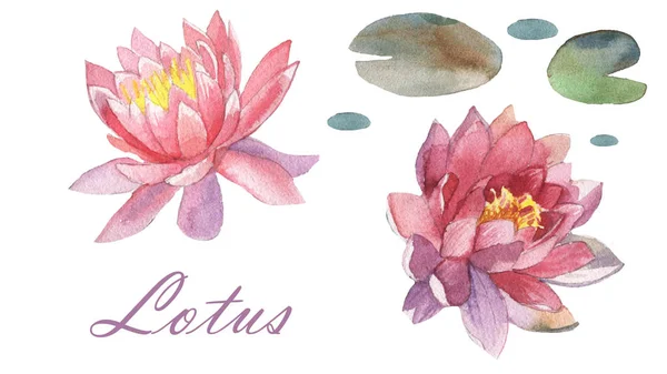 Aquarelle fleur de lotus — Photo