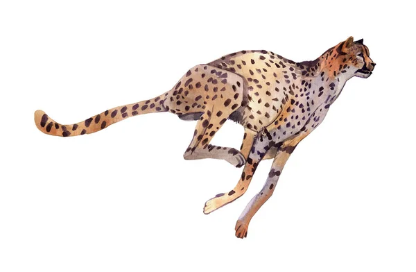 Cheetah animal illustration — Stock Photo, Image