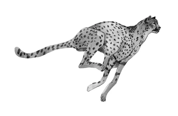 Cheetah ilustração em preto e branco — Fotografia de Stock