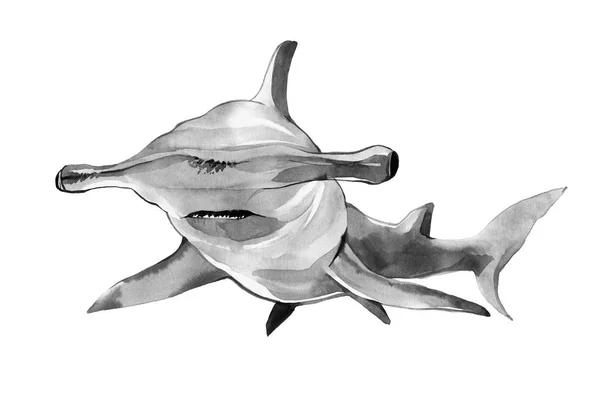 Suluboya çekiç köpekbalığı. İllüstrasyon izole beyaz sırt üstü