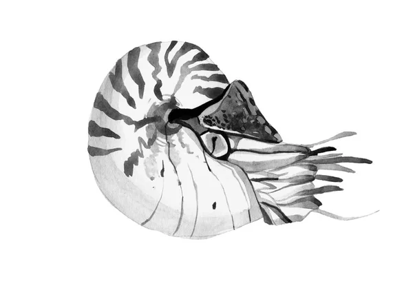 Graphic watercolor nautilus drawing, line drawing dudling, isola