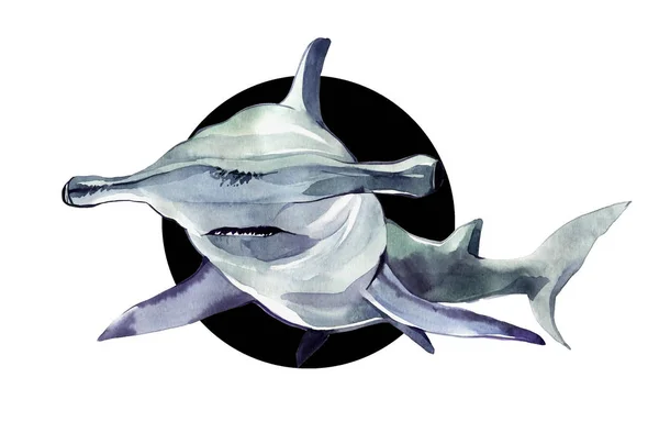 Watercolor hammerhead shark. Illustration isolated on white background. For design, prints, background, t-shirt — Stock Photo, Image