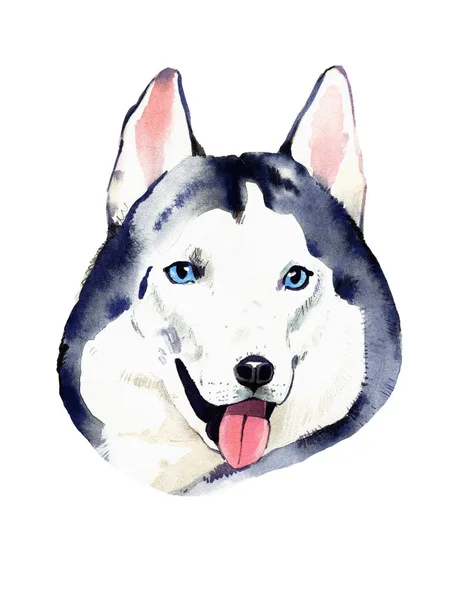 Watercolor illustration of dog husky in white background. — Stock Photo, Image