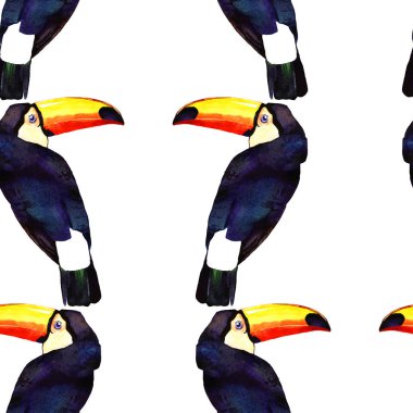 suluboya toucan illüstrasyon