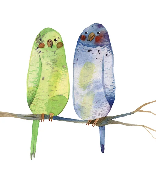 Watercolor cartoon parrot — Stock Photo, Image