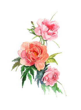 çiçek pembe Şakayık beyaz zemin üzerine suluboya çizimi