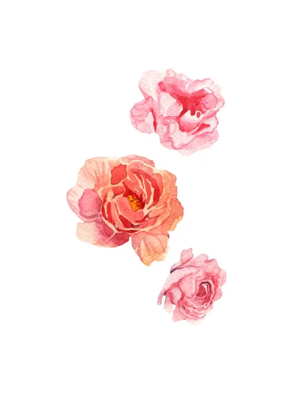 Akwarela ilustracja piwonia kwiat różowy na białym tle — Zdjęcie stockowe