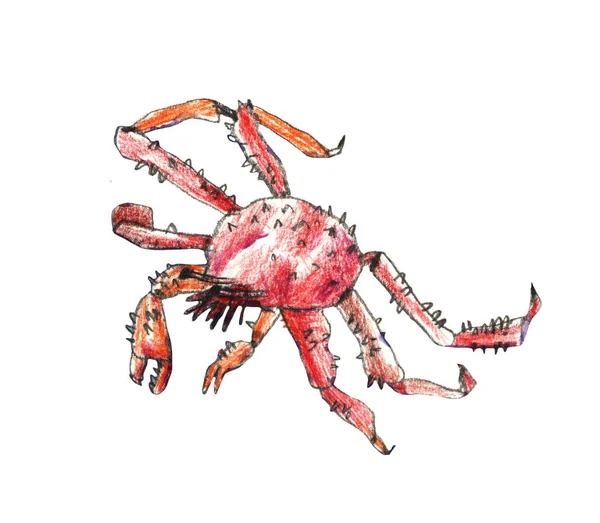 Illustration de crabe aquarelle. Fruits de mer frais biologiques . — Photo