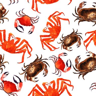 Suluboya Yengeç illüstrasyon.