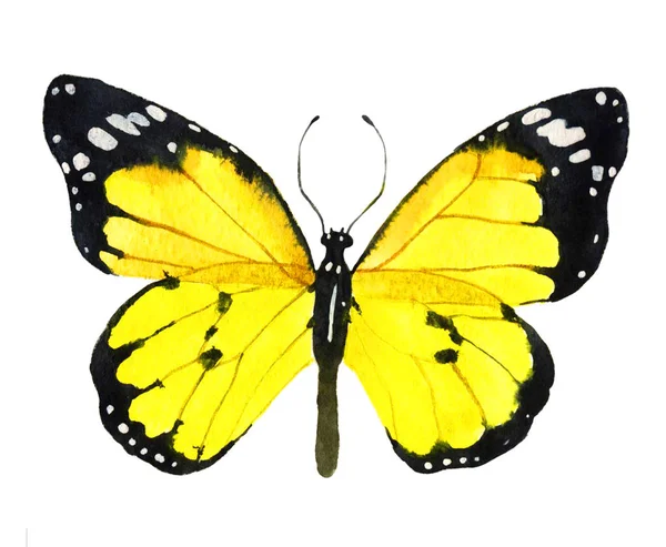 Иллюстрация акварельной бабочки — стоковое фото