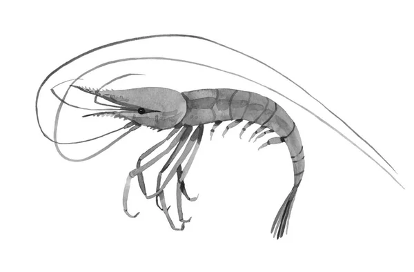 Watercolor illustration of shrimp — Stock Photo, Image